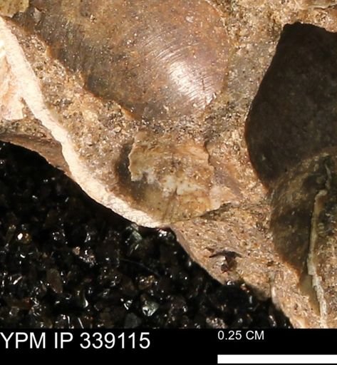 undet. Bivalvia