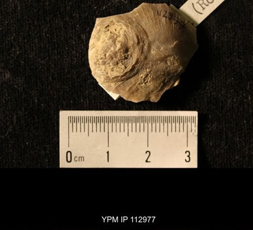 Isorophus cincinnatiensis