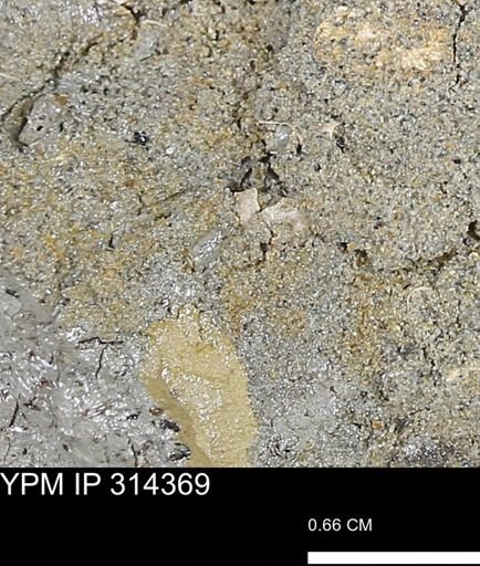 undet. Scaphopoda
