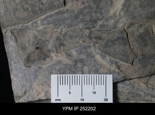 Eurypterus sp.