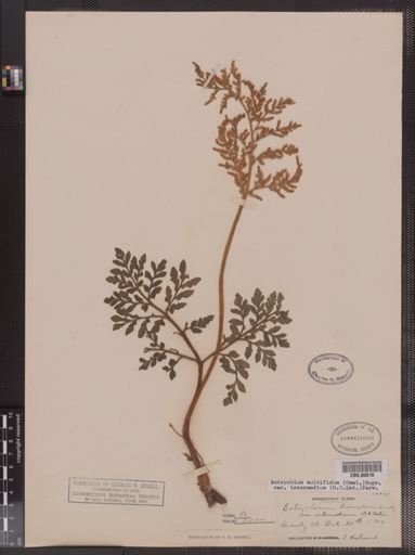 Botrychium multifidum