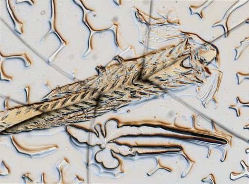 Flabellina verrucosa