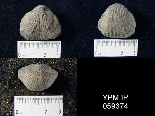Anastrophia verneuili