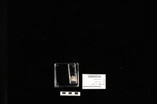 Phyllomedusa hypochondrialis