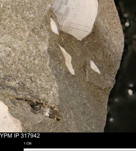 undet. Mollusca