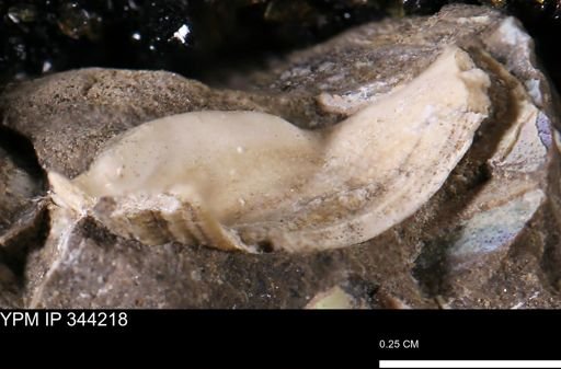 Gastropoda?