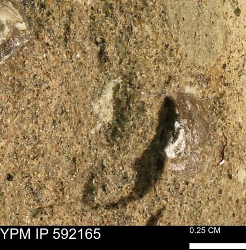 Ostrea?