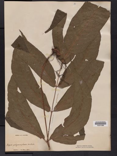 Aspidium