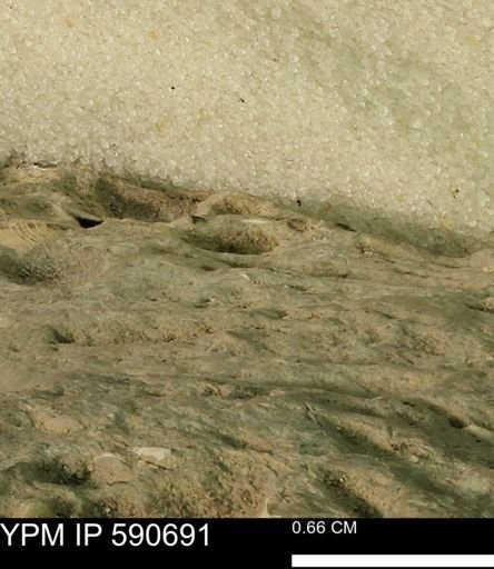 undet. Bivalvia