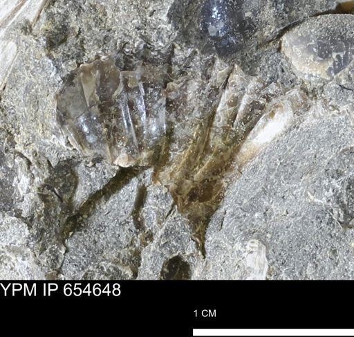 Ammonoidea