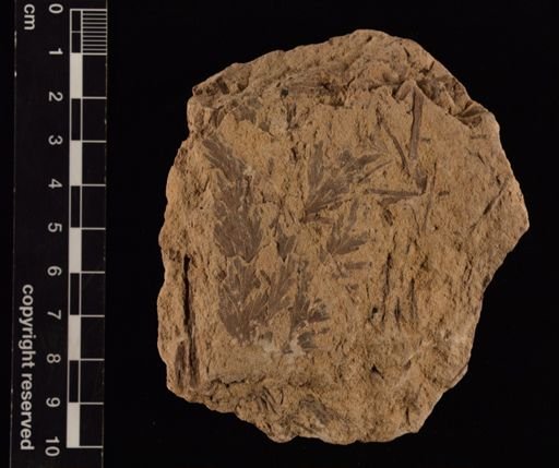 Thyrsopteris brevifolia