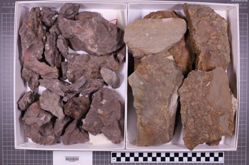 mixed taxa, stratigraphic collection