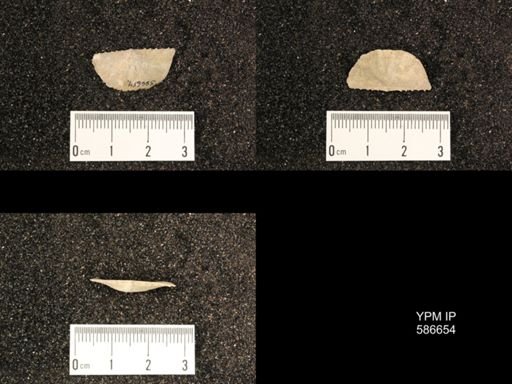 Chonetes granulifer