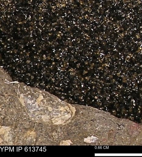 Scaphites sp.