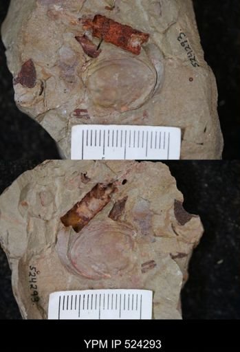 undet. Bivalvia