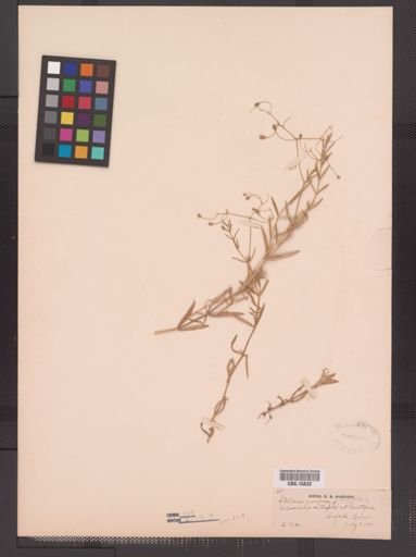 Stellaria graminea