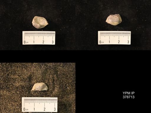 Marginifera wabashensis