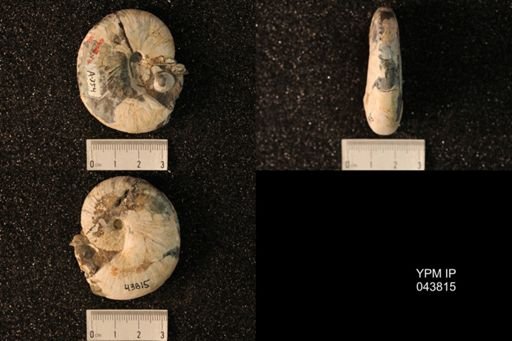 Hoploscaphites nicolletii