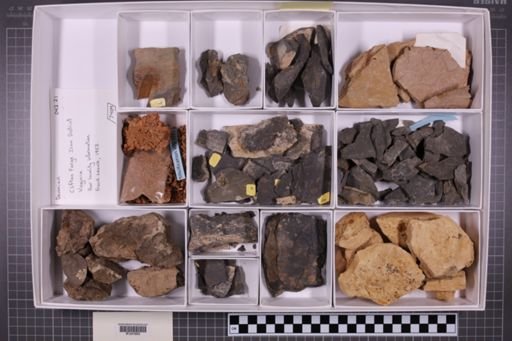 mixed taxa, stratigraphic collection