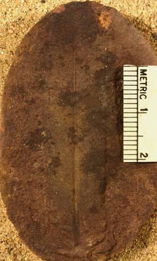 Pecopteris