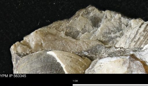 undet. Mollusca