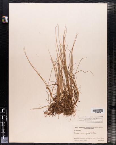 Carex mackenziei