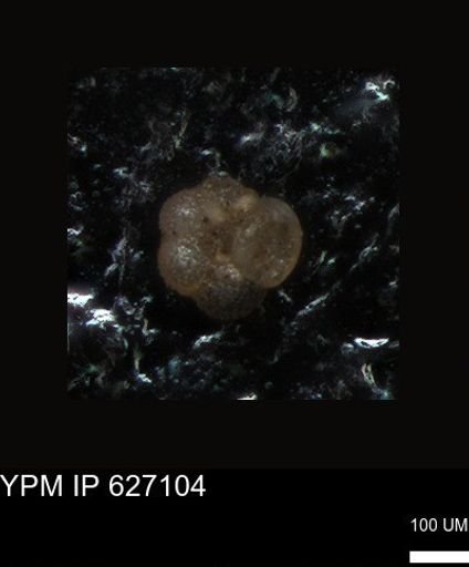 undet. Foraminiferida