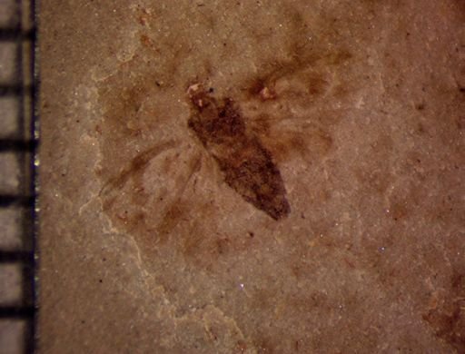 undet. Auchenorrhyncha