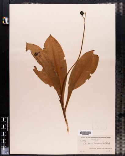 Clintonia borealis