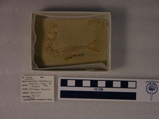 Leptolepis sprattiformis