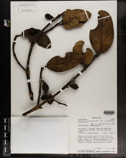 Plantae
