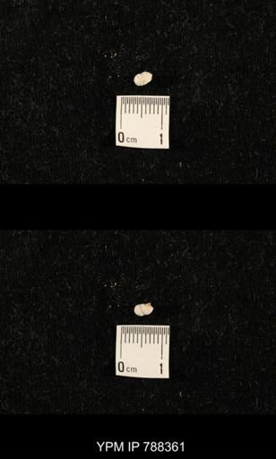 taxon undetermined