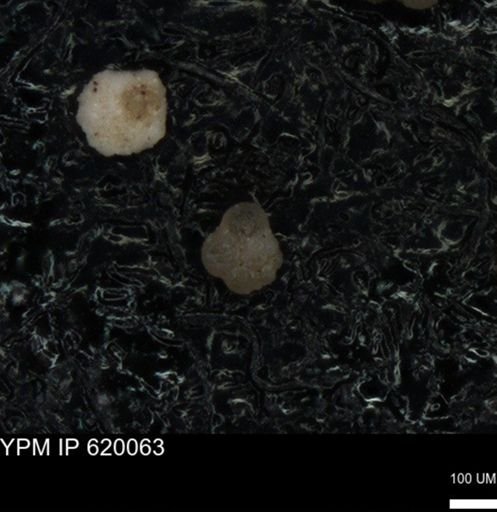 undet. Foraminiferida
