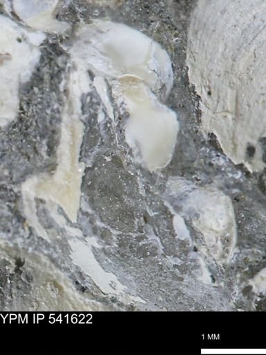 Limopsis striatopunctatus
