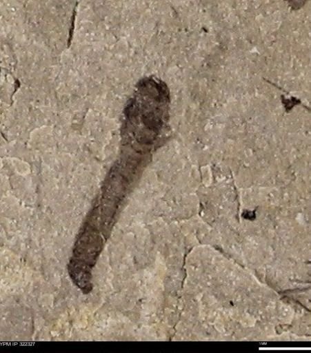 undet. Insecta