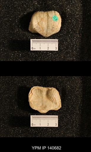 Productus (Dictyoclostus) indicus
