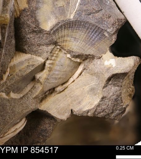 Limopsis striatopunctatus