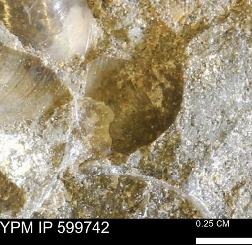 Protocardia subquadrata