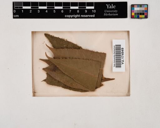 Plantae