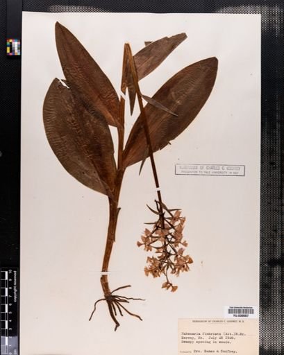 Plantae