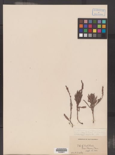 Verbena simplex