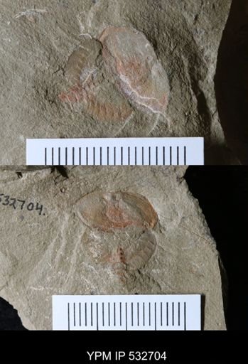 undet. Xiphosurida