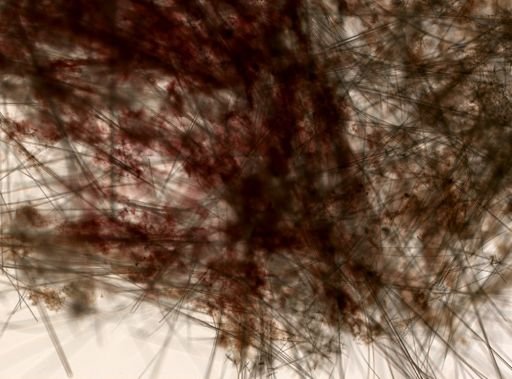 Hexactinellida