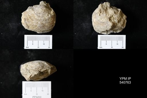 Corbicula?
