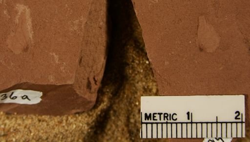Carpinus fraterna