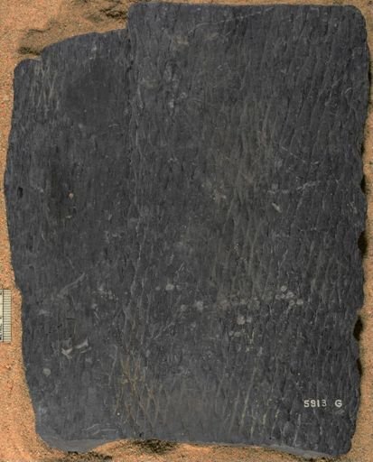 Lepidodendron lycopodioides