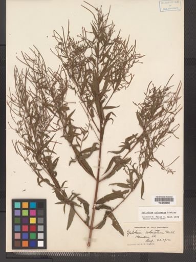 Epilobium coloratum