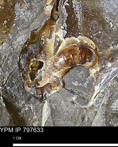 undet. Ammonoidea