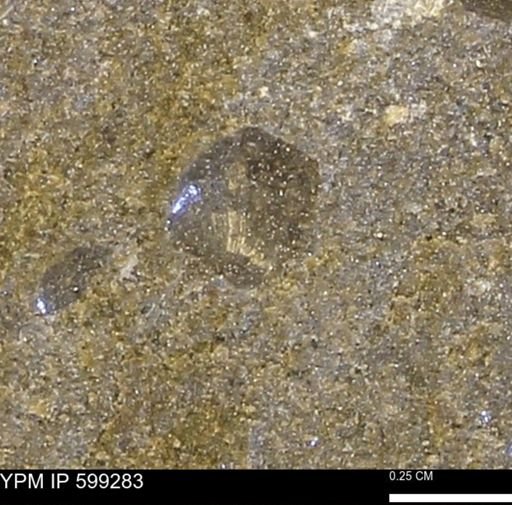 Protocardia subquadrata