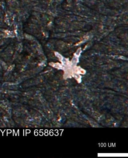 undet. Porifera